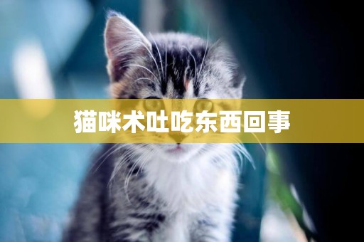 猫咪术吐吃东西回事